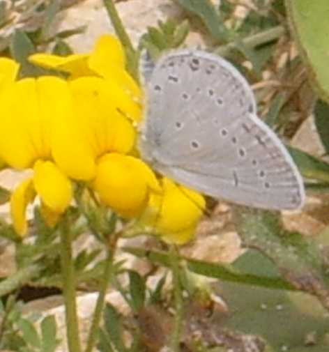 farfalle da identificare